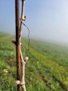 When the Bud Breaks: The Greening of the Vineyard