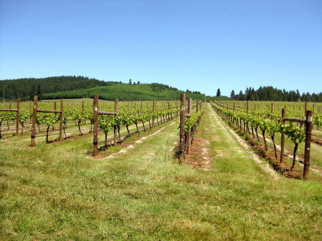 Bradshaw Vineyard A Willamette Valley Vineyard King Estate Winery