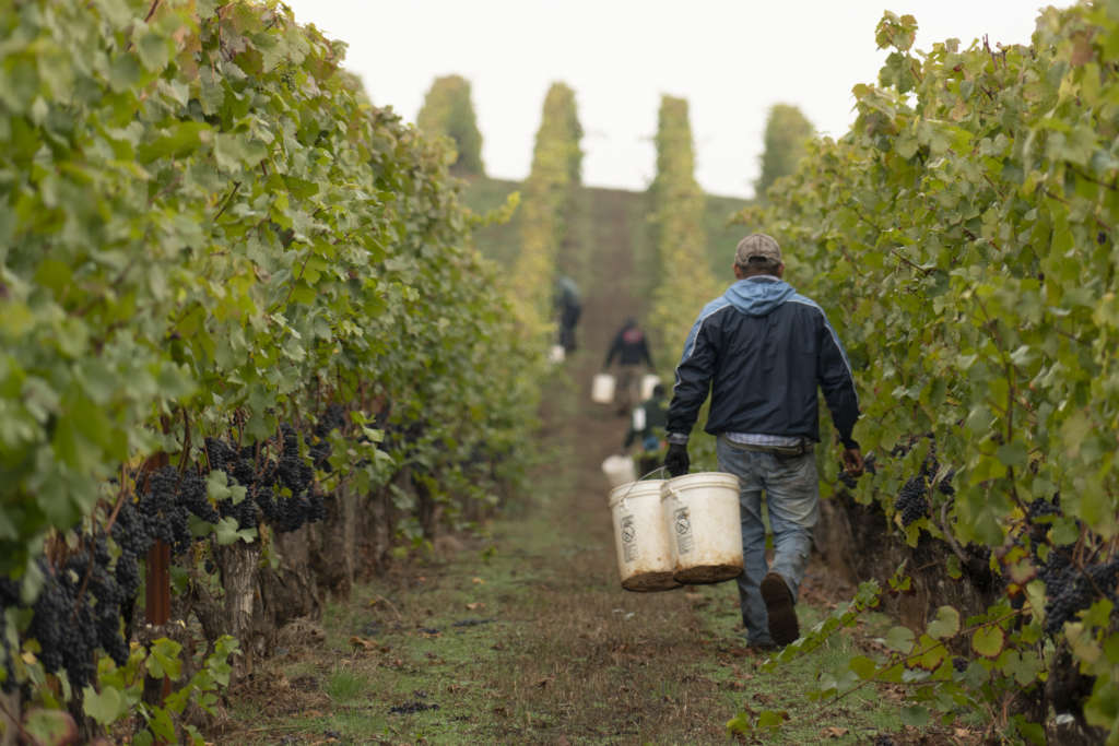 Winery Jobs & Careers in Oregon King Estate Winery