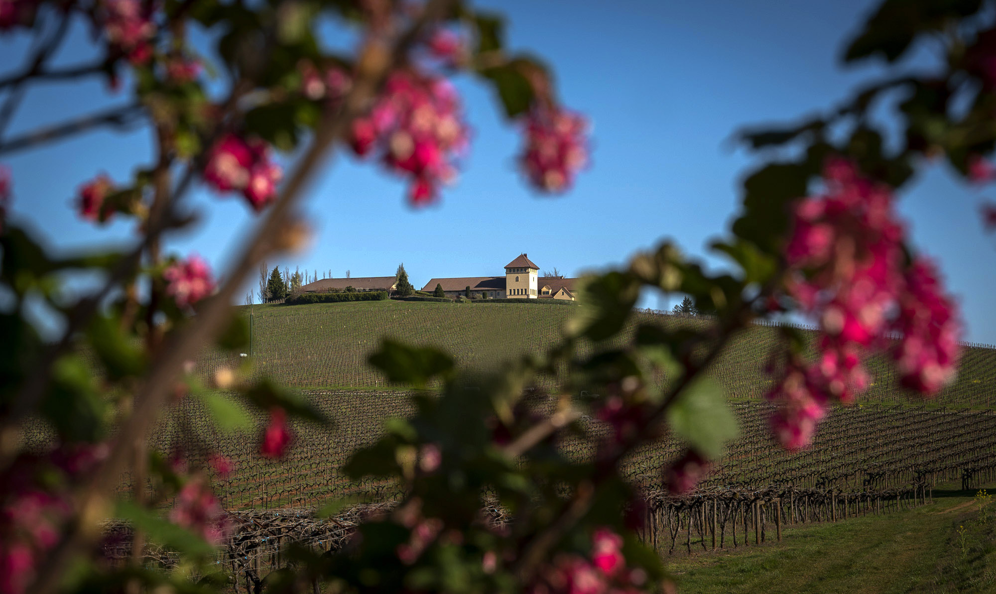 Pacific Northwest Winery of the Year King Estate Winery Oregon