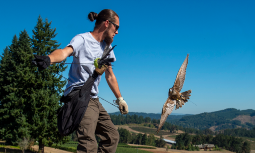 bird abatement vineyard pest control