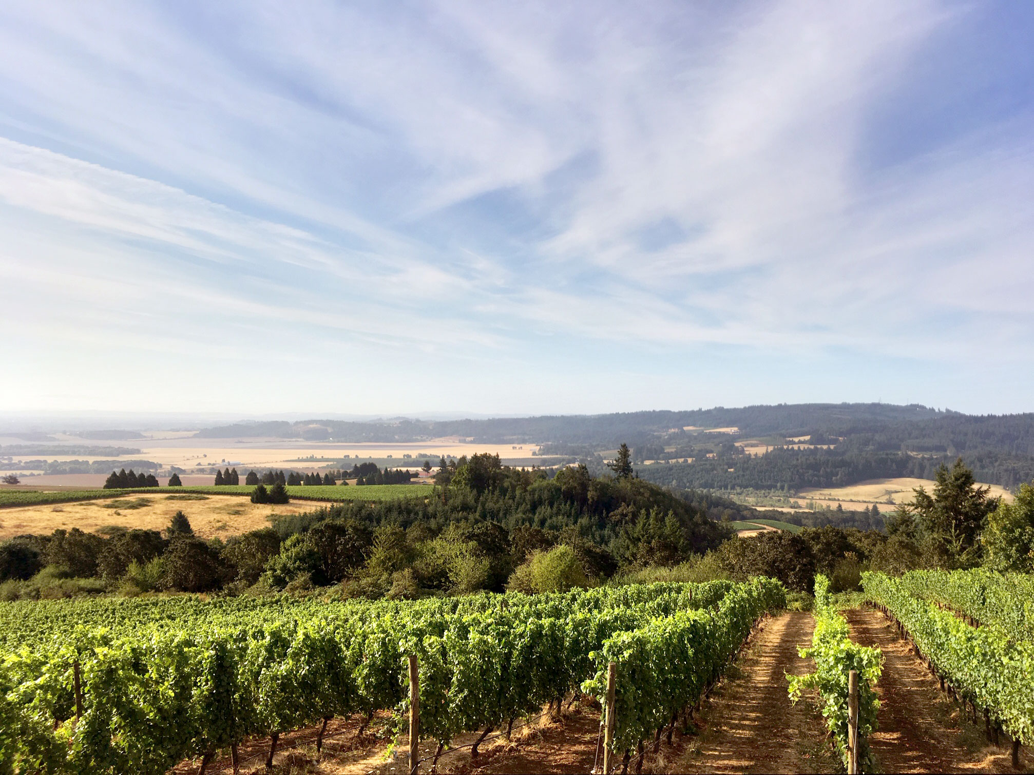 Temperance Hill Vineyard in Willamette Valley, OR | King Estate Winery