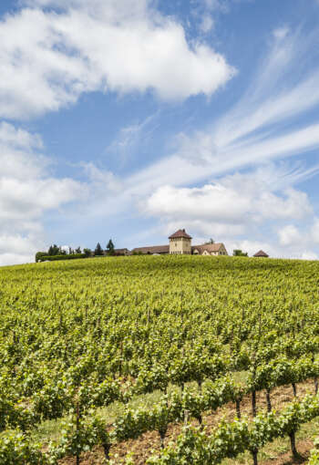 King Estate Winery photo 4