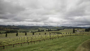 Vineyard and field