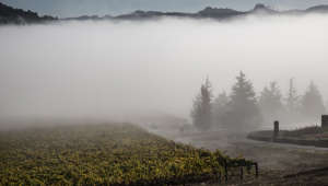 Foggy vineyard
