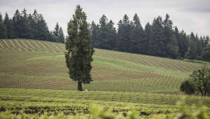 View of vineyard hills