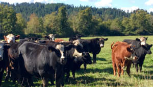 Cows with forest scenery