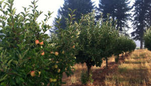 Gala Apple trees