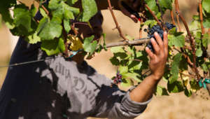 Man harvesting red grapes