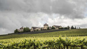 Foggy view of vineyard