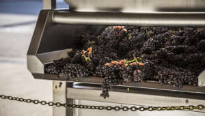 Red grapes in machine