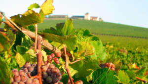 Sunlit red grapes on vine in vineyard